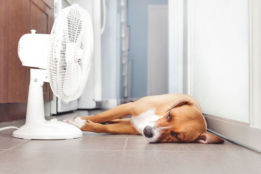 A brown and white dog is lying on its side on a tiled floor, resting in front of a white oscillating fan inside a home, appearing relaxed and cool even during peak summer demand when the HVAC system is working hard.